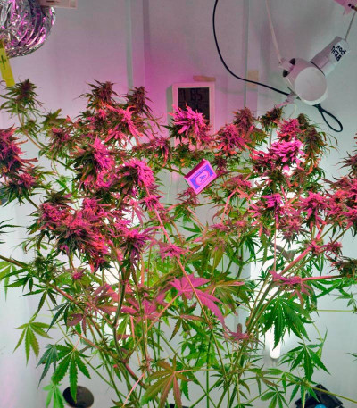 Семена сорта Ganesh Spirit fem (Sweet Seeds)