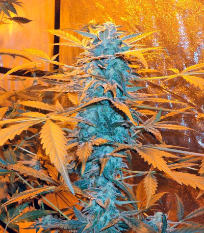 Семена сорта K-Train fem (Green House Seeds)