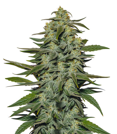 Семена сорта Katyusha fem (Kalashnikov Seeds)