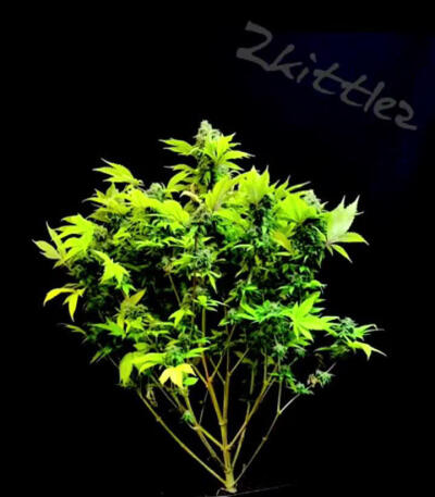 Семена сорта Zkittlez fem (Original Sensible Seeds)