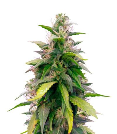 Семена сорта Auto Original Berry fem (Victory Seeds)