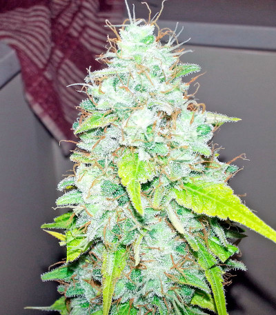 Семена сорта Afghan Kush X Skunk fem (World of Seeds)