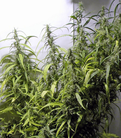 Семена марихуаны Arjan's Ultra Haze #1