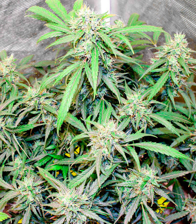 Семена сорта CBD Green Crack Auto fem (Семяныч)