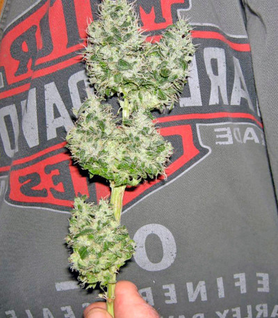 Семена сорта Chemdog fem (Green House Seeds)