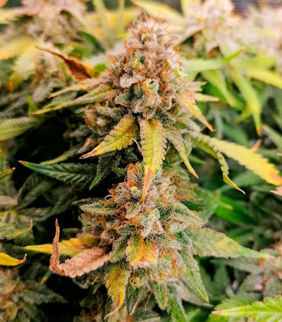 Семена сорта Leisure Zoot Larry fem (Dr. Krippling Seeds)