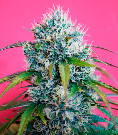 Семена сорта Strawberry Cheesecake Auto fem от Humboldt Seed Company