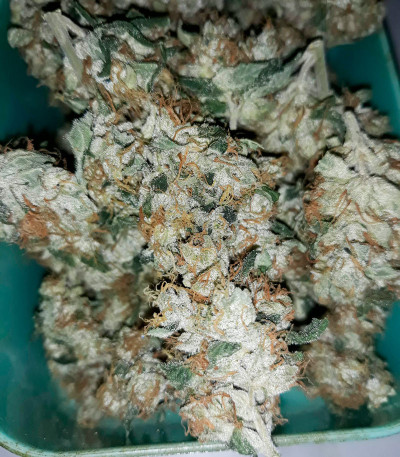 Семена сорта Violet's Wonder Auto fem (Sumo Seeds)