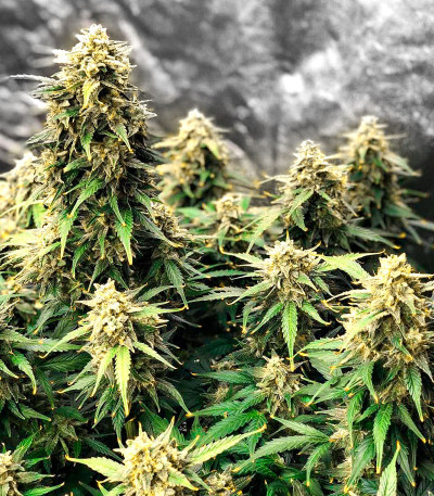 Семена сорта Zkittlez Auto fem (Cali Buds Seeds)