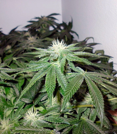 Семена сорта Big Devil F1 Fast Version fem (Sweet Seeds)