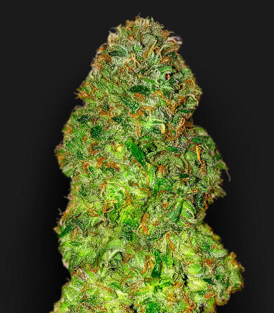 Семена сорта Da Vinci fem (UKHTA)