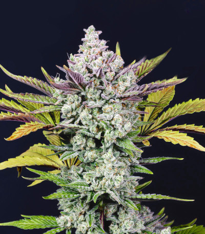 Семена сорта Gorilla Cookies Auto fem (FastBuds)