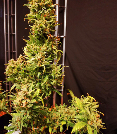 Семена сорта Gorilla Glue # 4 fem (Cali Buds Seeds)