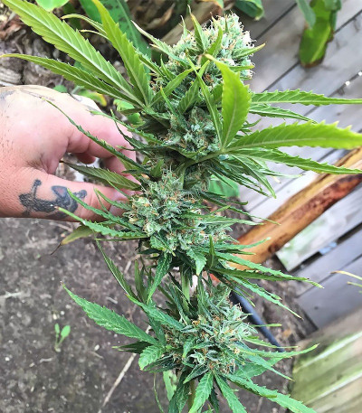 Семена сорта Grand Heft Auto fem (Dr. Krippling Seeds)