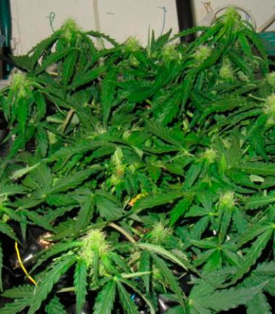 Семена сорта Il Diavolo Auto fem (Delicious Seeds)