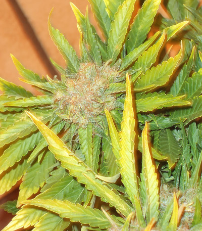 Семена сорта Lowryder #2 auto fem (Семяныч)