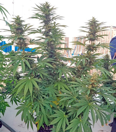 Семена сорта Strawberry Amnesia fem (Dinafem Seeds)