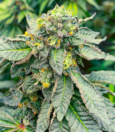 Семена сорта Wedding Crasher Auto fem (7CH Seeds & Advanced Seeds)