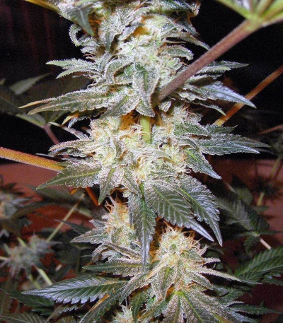 Семена сорта Jacky White fem (Paradise Seeds)