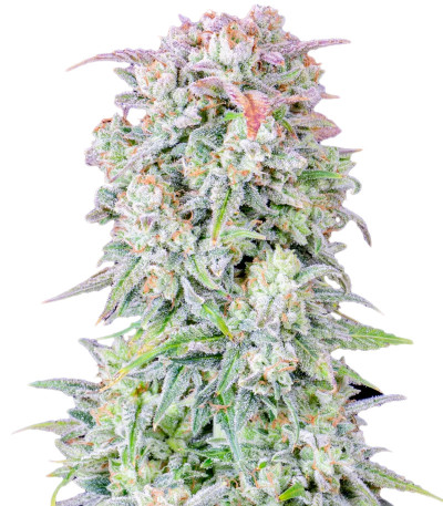 Семена сорта Original Afghan Kush Auto fem (FastBuds)