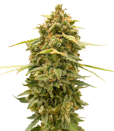 Семена сорта Original Auto Skunk fem (FastBuds)