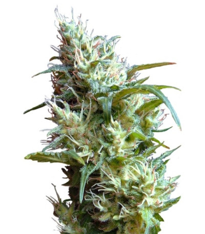 Семена сорта Flash Back #2 fem (Sweet Seeds)