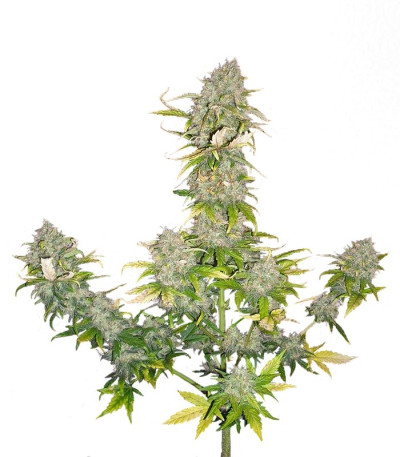 Семена сорта Sweet Cheese Auto fem (Sweet Seeds)