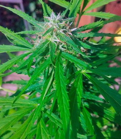 Семена сорта Vertigo Auto fem (Paradise Seeds)