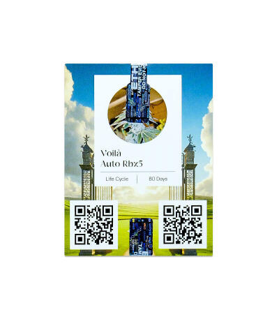 Семена сорта Voilà AUTO Rbx5 fem (Ethos Genetics)