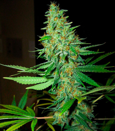 Семена сорта Afghan Kush fem (Семяныч)