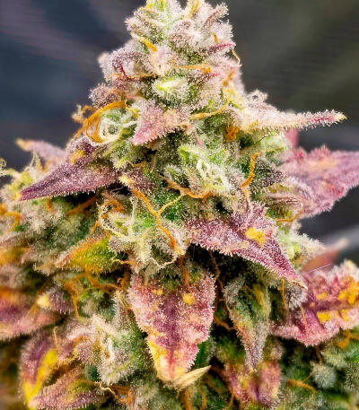 Семена сорта Also Know 47 Autoflower fem (Seedkeepers)