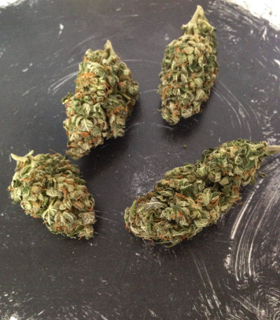 Семена сорта Auto Northern Lights fem (Pyramid Seeds)