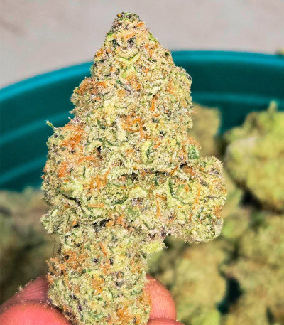 Семена сорта Frostbanger Auto F3 fem (FastBuds)