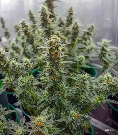 Семена сорта Big Satana Auto fem (Семяныч)