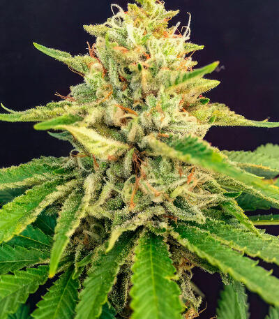 Семена сорта Ghost Chem OG Autoflower fem (Seedkeepers)