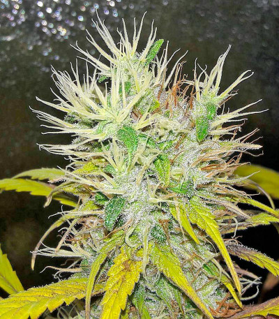 Семена сорта Kali Mist reg (Serious Seeds)