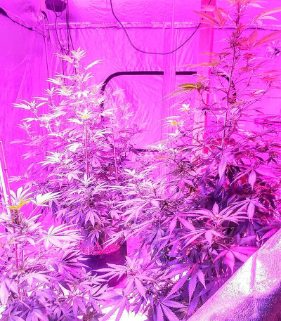 Семена сорта Kripple Shock fem (Dr. Krippling Seeds)