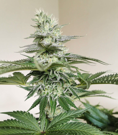 Семена сорта Sugar Bomb Punch fem (Dutch Passion)