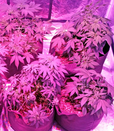 Семена сорта Swiss Cheese regular