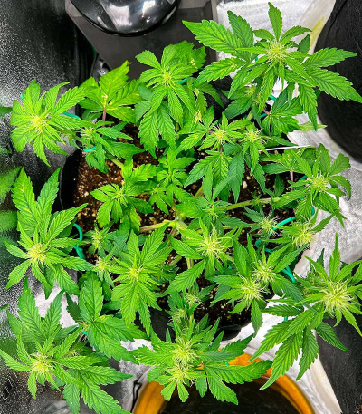 Семена сорта GMO fem (Barney's Farm)