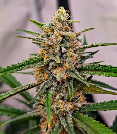 Семена сорта Mimosa × Orange Sherbet (7CH Seeds & Cali Buds Seeds)