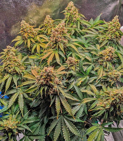 Семена сорта Gelato Auto fem (Herbies Seeds)