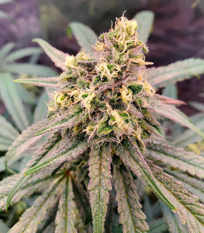 Семена сорта Lilac Cookies Bx2 reg (Ethos Genetics)