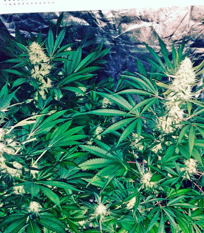 Семена сорта Somango XXL (Mango Skunk) fem (Nirvana Seeds)