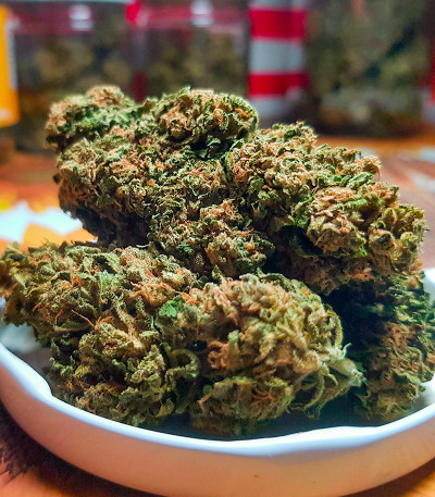 Семена сорта Papaya Zoap Auto fem (Sweet Seeds)