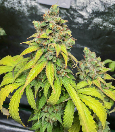 Семена сорта Totally Alpha OG fem (AlphaFem Seeds)