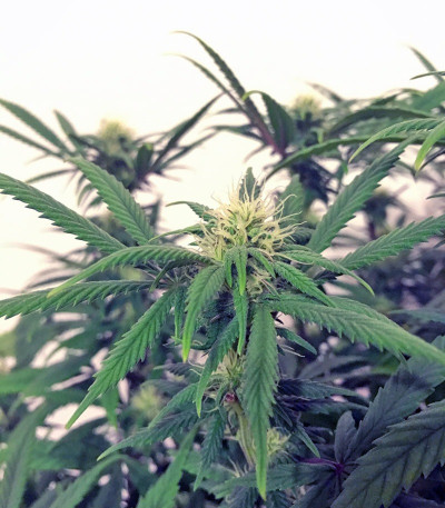 Семена сорта AMS fem