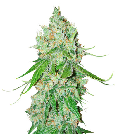 Семена сорта Gorilla Zkittlez fem (Семяныч)