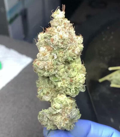 Семена сорта Amnesia Haze fem (Victory Seeds)