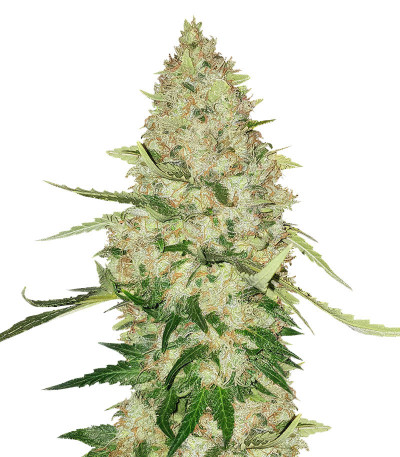 Семена сорта Lemon Citron fem (Humboldt Seed Organization)